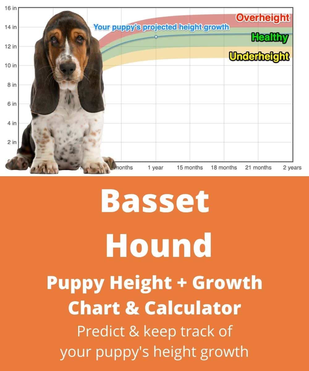 basset-hound Puppy height Growth Chart basset-hound Puppy height Growth Chart